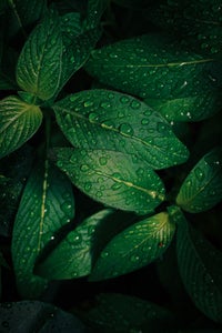 https://alphauniverseglobal.media.zestyio.com/Alpha-Universe-Gina-Danza-Botany-Bites-Leaf2.jpg?height=300&fit=bounds