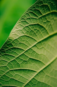 https://alphauniverseglobal.media.zestyio.com/Alpha-Universe-Gina-Danza-Botany-Bites-Leaf3.jpg?height=300&fit=bounds