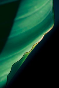 https://alphauniverseglobal.media.zestyio.com/Alpha-Universe-Gina-Danza-Botany-Bites-Leaf4.jpg?height=300&fit=bounds