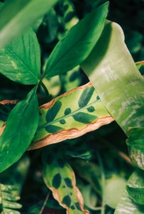 https://alphauniverseglobal.media.zestyio.com/Alpha-Universe-Gina-Danza-Botany-Bites-Leaf5.jpg?height=300&fit=bounds