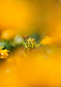 https://alphauniverseglobal.media.zestyio.com/Alpha-Universe-Gina-Danza-Botany-Bites-Moth.jpeg?height=300&fit=bounds