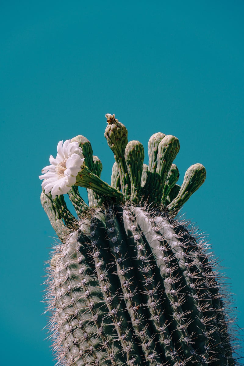 https://alphauniverseglobal.media.zestyio.com/Alpha-Universe-Gina-Danza-Botany-Bites-Saguaro-Blossom.jpg?height=1200&fit=bounds