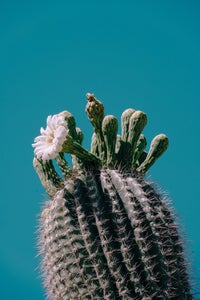 https://alphauniverseglobal.media.zestyio.com/Alpha-Universe-Gina-Danza-Botany-Bites-Saguaro-Blossom.jpg?height=300&fit=bounds