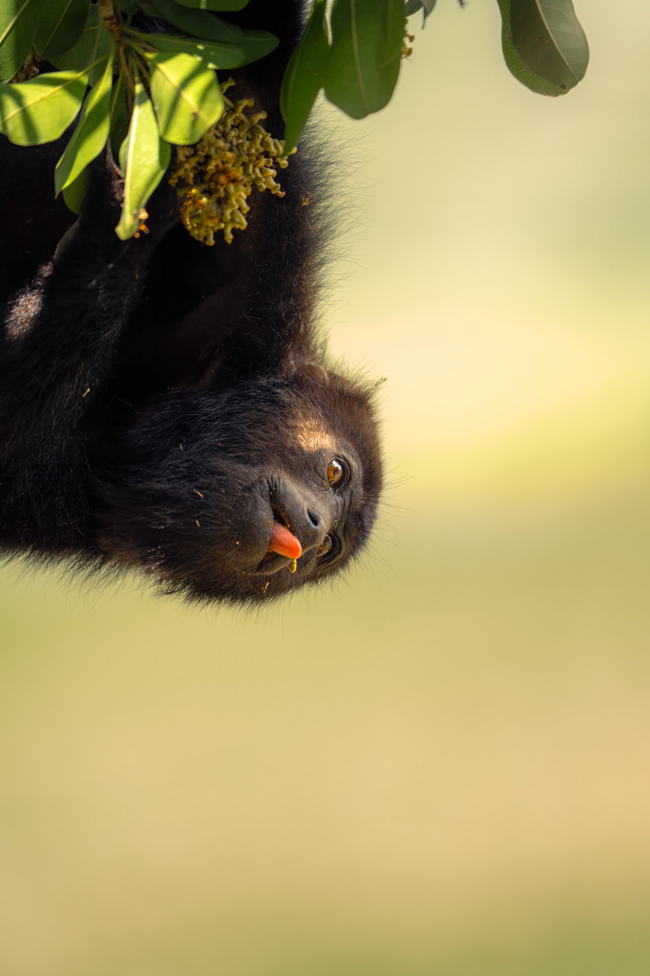 Photo by Hayden Dumaw. Alpha 7R IV. 200-600mm f/5.6-6.3 G. 1/500-sec., f/6.3, ISO 800