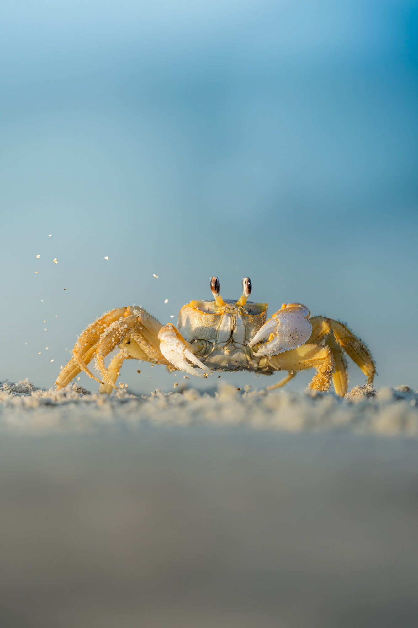 Photo by Hayden Dumaw. Alpha 7R IV. 200-600mm f/5.6-6.3 G. 1/800-sec., f/6.3, ISO 400