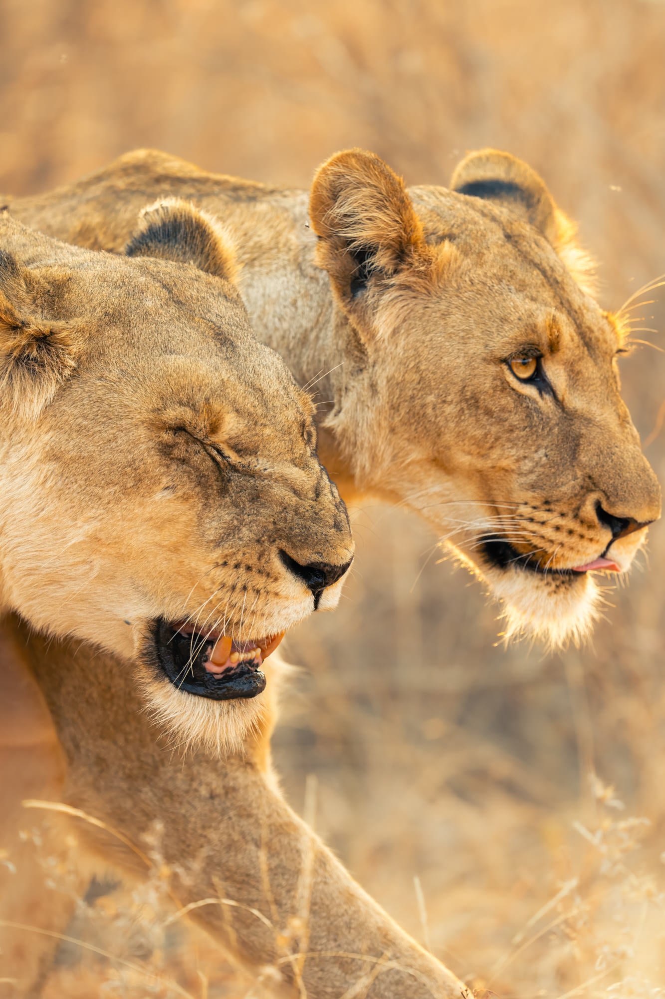 Photo by Hayden Dumaw. Alpha 1 II. 600mm f/4 G Master. 1/1000-sec., f/4, ISO 1250