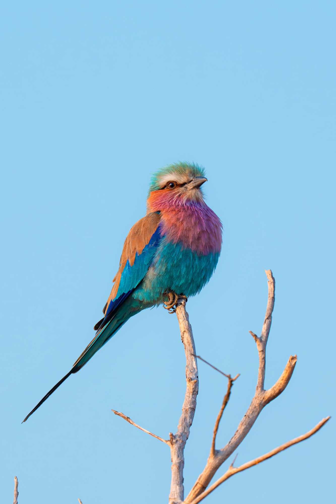 Photo by Hayden Dumaw. Alpha 1 II. 600mm f/4 G Master. 1/800-sec., f/4, ISO 250