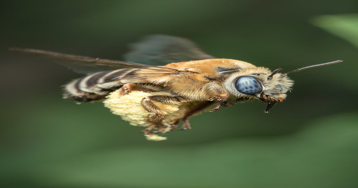 Larger Than Life: See How These Photographers Create Macro Magic | Sony ...