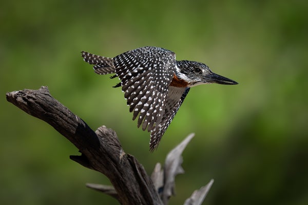 Photo by Steve Perry (@backcountrygallery). Sony Alpha 9 III. Sony 600mm f/4 G Master. 1/4000-sec., f/4, ISO 320