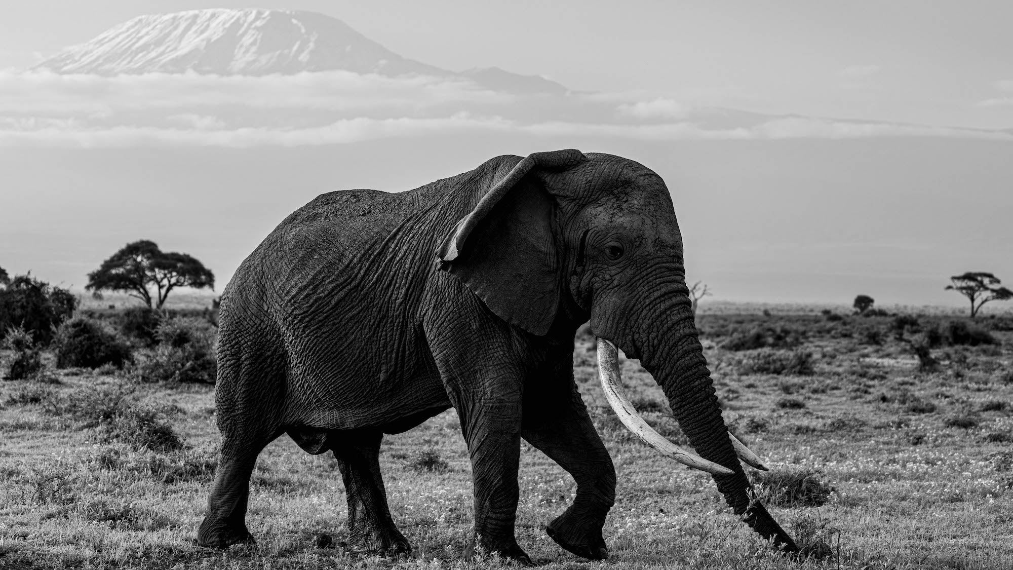 ken griffey black and white