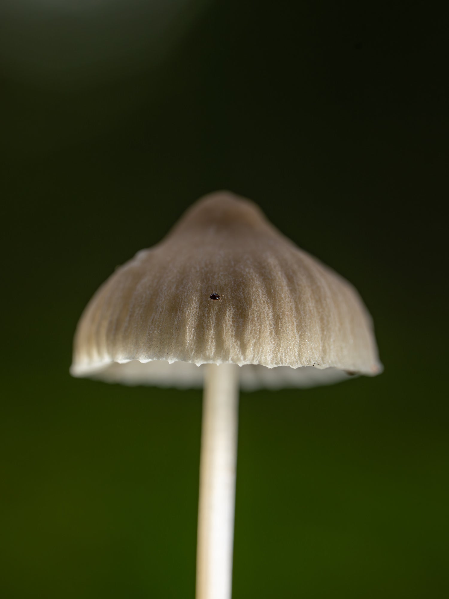 White mushroom
