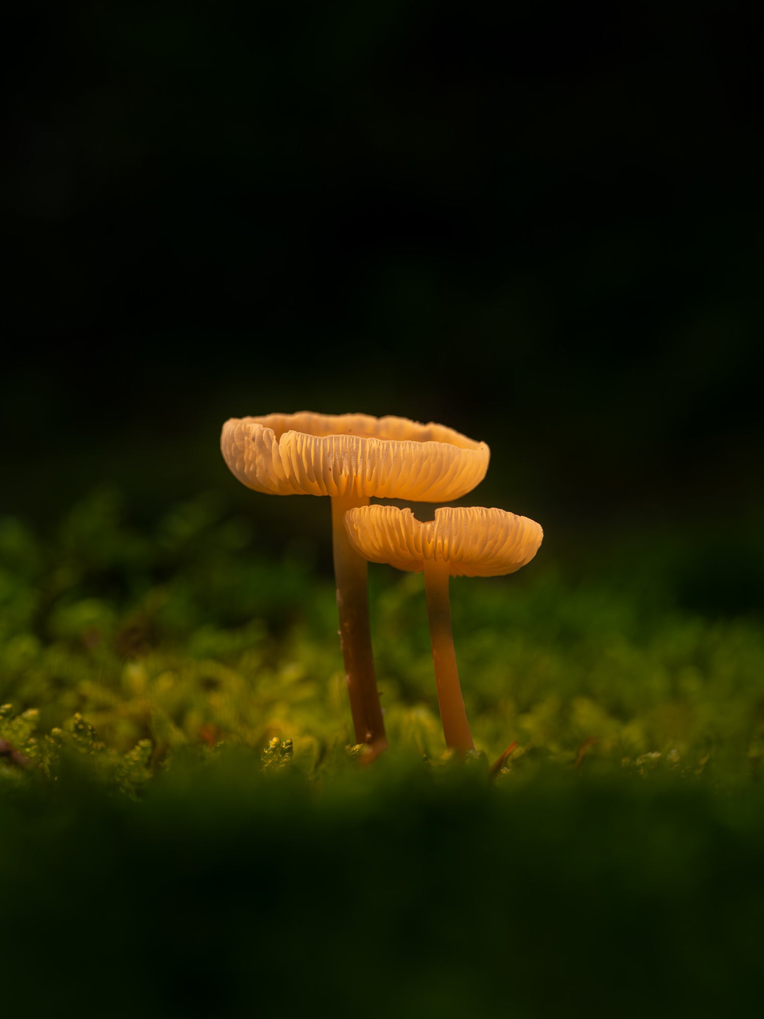 Two small mushrooms