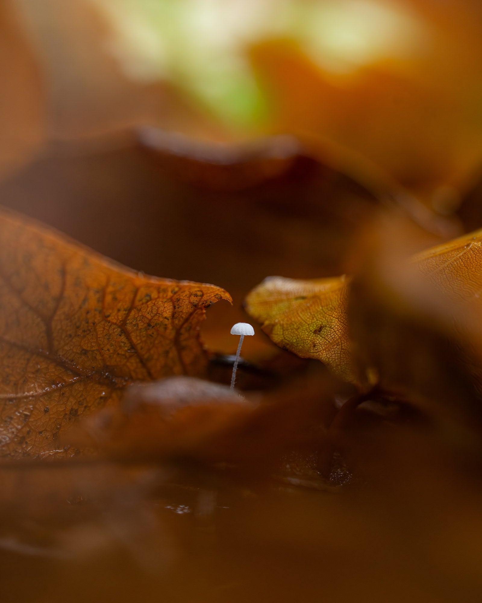 One mushroom among brown leaves