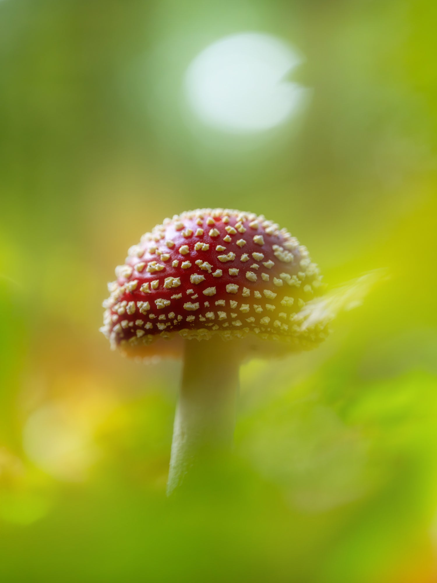 Red mushroom with white dots
