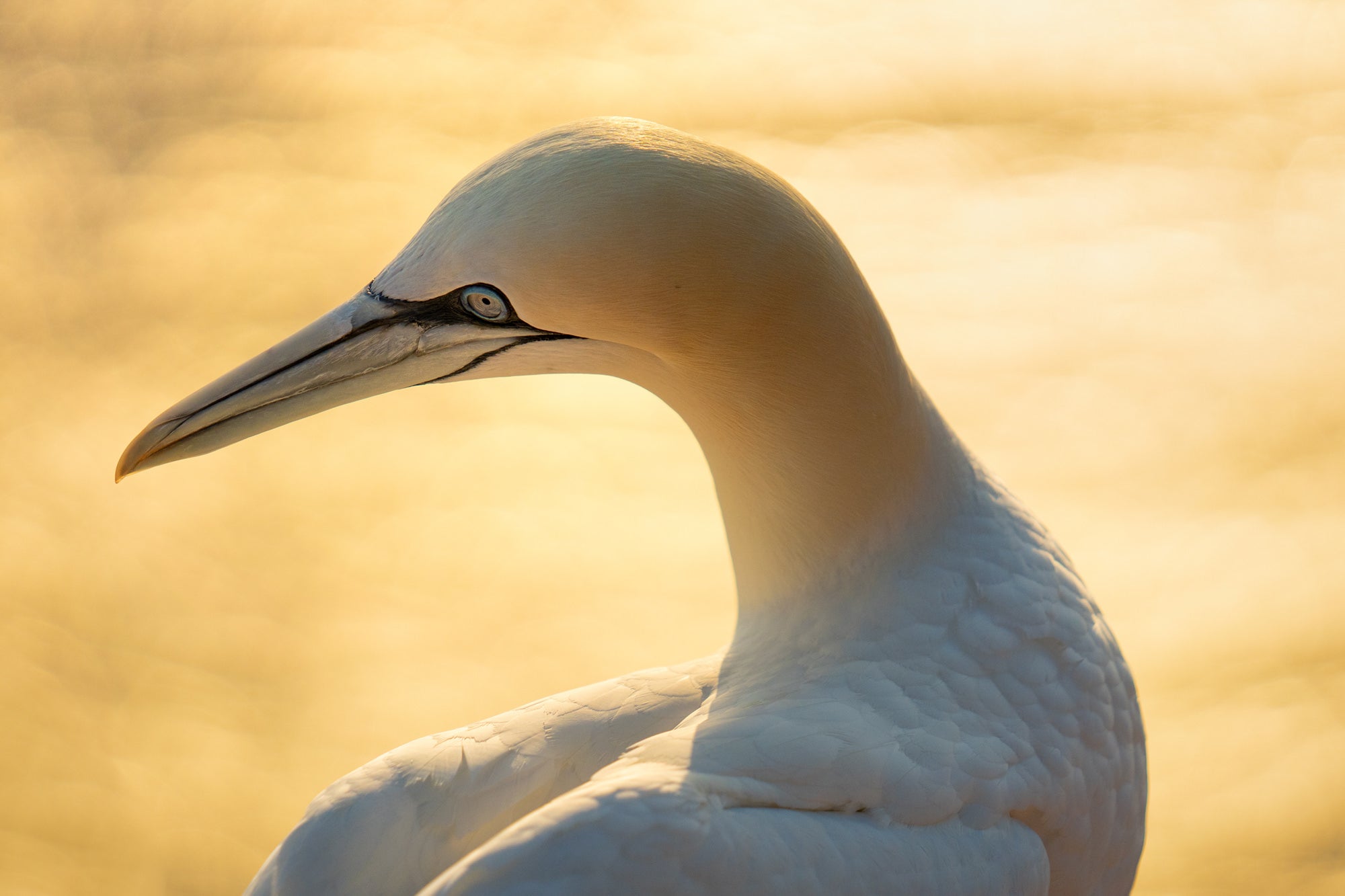 Photo by Lana Tannir. Sony Alpha 7R IV. Sony 70-200mm f/2.8 G Master. 1/8000-sec., f/2.8, ISO 500