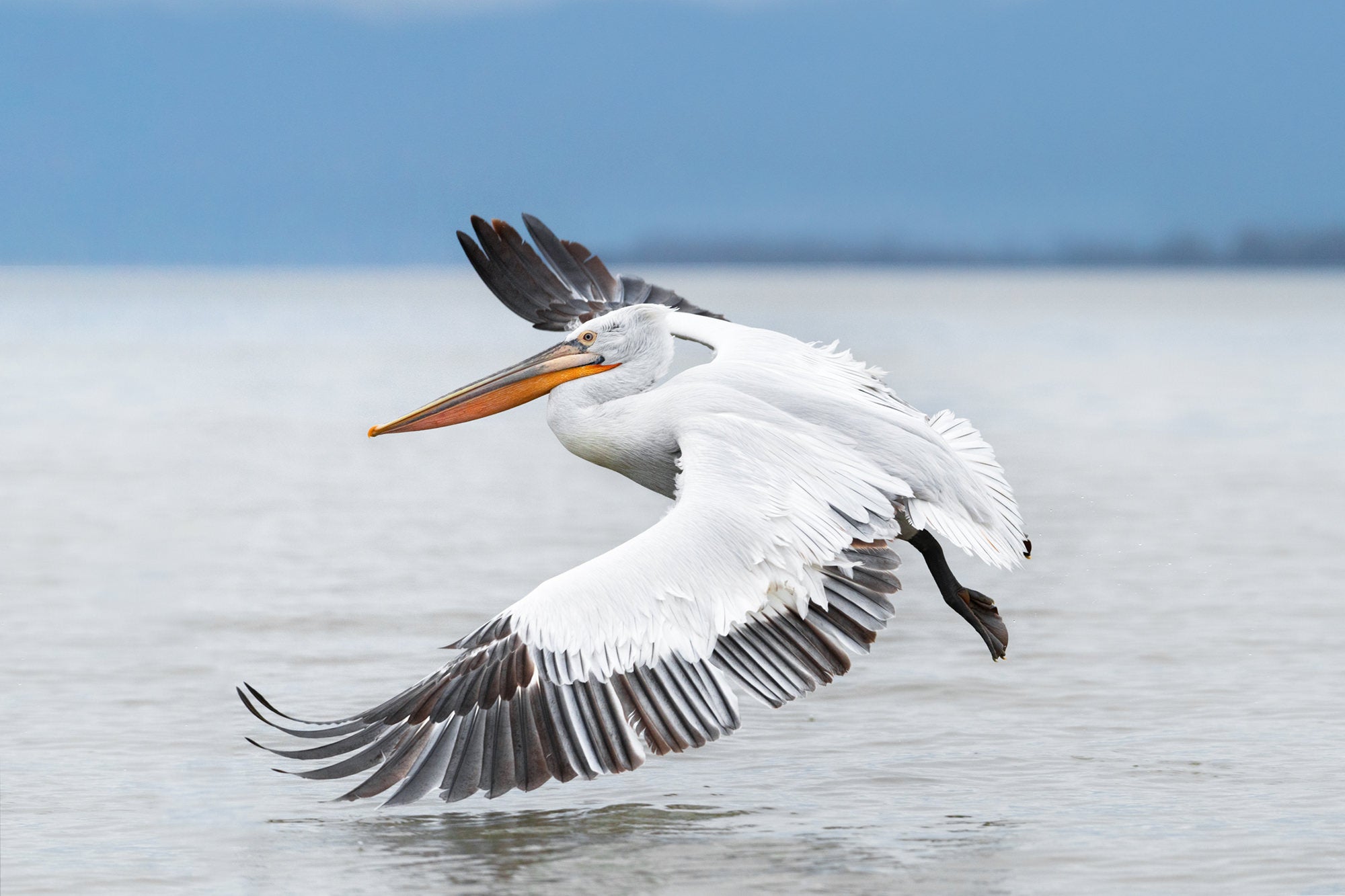 Photo by Lana Tannir. Sony Alpha 7R IV. Sony 70-200mm f/2.8 G Master. 1/2500-sec., f/2.8, ISO 1250