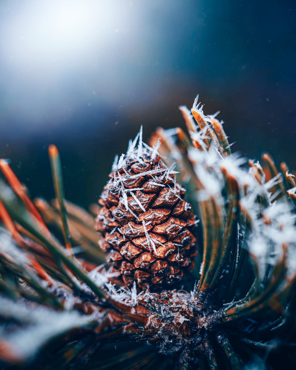 https://alphauniverseglobal.media.zestyio.com/Alpha-Universe-Macro-Winter-Kristi-ne-Za-le-1.jpg?height=1200&fit=bounds