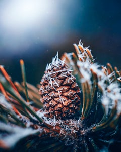 https://alphauniverseglobal.media.zestyio.com/Alpha-Universe-Macro-Winter-Kristi-ne-Za-le-1.jpg?height=300&fit=bounds