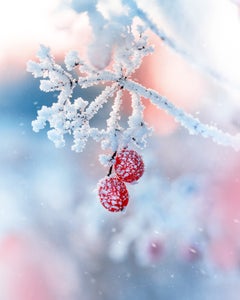 https://alphauniverseglobal.media.zestyio.com/Alpha-Universe-Macro-Winter-Kristi-ne-Za-le-10.jpg?height=300&fit=bounds