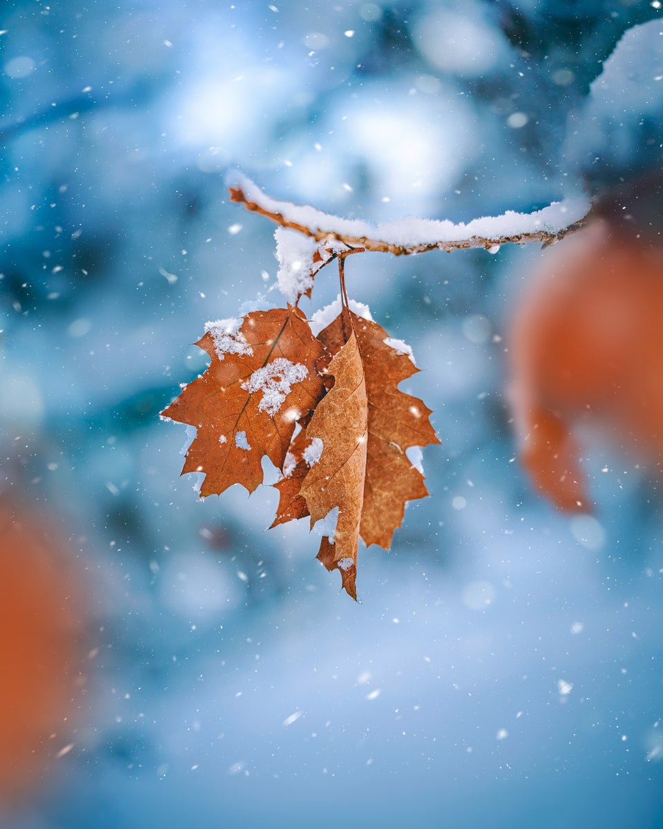 https://alphauniverseglobal.media.zestyio.com/Alpha-Universe-Macro-Winter-Kristi-ne-Za-le-2.jpg?height=1200&fit=bounds