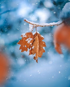 https://alphauniverseglobal.media.zestyio.com/Alpha-Universe-Macro-Winter-Kristi-ne-Za-le-2.jpg?height=300&fit=bounds