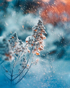 https://alphauniverseglobal.media.zestyio.com/Alpha-Universe-Macro-Winter-Kristi-ne-Za-le-3.jpg?height=300&fit=bounds