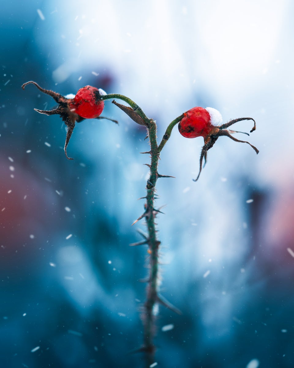 https://alphauniverseglobal.media.zestyio.com/Alpha-Universe-Macro-Winter-Kristi-ne-Za-le-4.jpg?height=1200&fit=bounds