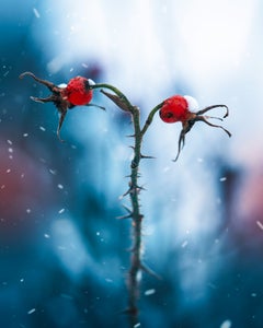 https://alphauniverseglobal.media.zestyio.com/Alpha-Universe-Macro-Winter-Kristi-ne-Za-le-4.jpg?height=300&fit=bounds