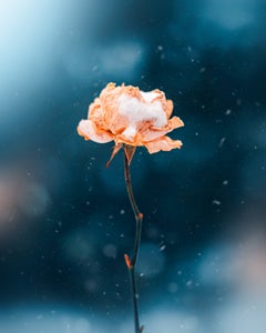 https://alphauniverseglobal.media.zestyio.com/Alpha-Universe-Macro-Winter-Kristi-ne-Za-le-5.jpg?height=300&fit=bounds