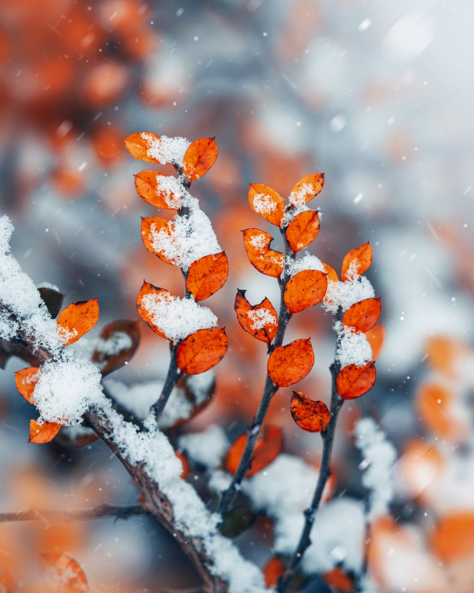 https://alphauniverseglobal.media.zestyio.com/Alpha-Universe-Macro-Winter-Kristi-ne-Za-le-6.jpg?height=1200&fit=bounds