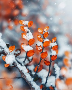 https://alphauniverseglobal.media.zestyio.com/Alpha-Universe-Macro-Winter-Kristi-ne-Za-le-6.jpg?height=300&fit=bounds