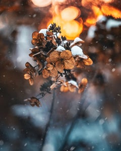 https://alphauniverseglobal.media.zestyio.com/Alpha-Universe-Macro-Winter-Kristi-ne-Za-le-7.jpg?height=300&fit=bounds