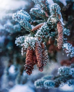 https://alphauniverseglobal.media.zestyio.com/Alpha-Universe-Macro-Winter-Kristi-ne-Za-le-8.jpg?height=300&fit=bounds