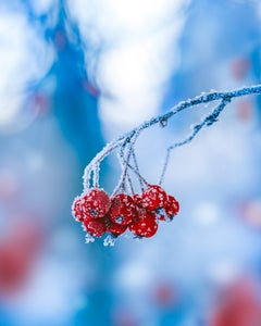 https://alphauniverseglobal.media.zestyio.com/Alpha-Universe-Macro-Winter-Kristi-ne-Za-le-9.jpg?height=300&fit=bounds