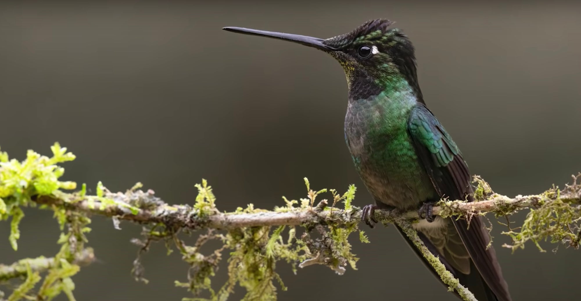 Alpha-Universe-Mark-Smith-Costa-Rica-Birds-Hummingbird.jpg