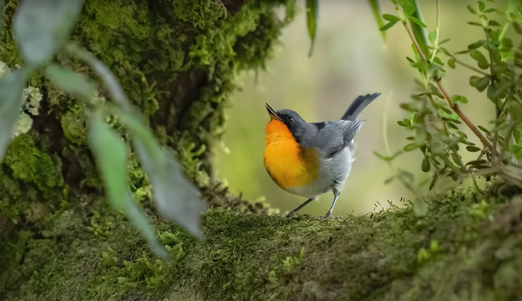 Alpha-Universe-Mark-Smith-Costa-Rica-Birds-Warbler.jpg