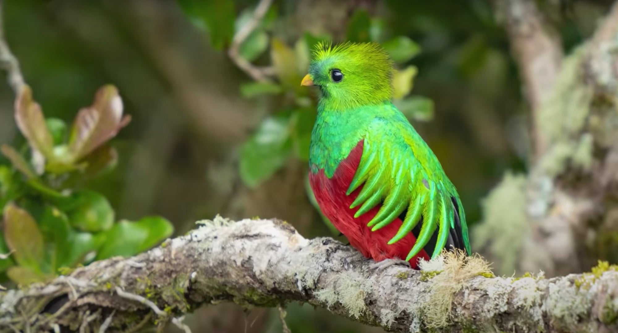Alpha-Universe-Mark-Smith-Costa-Rica-Birds-quetzal-1.jpg