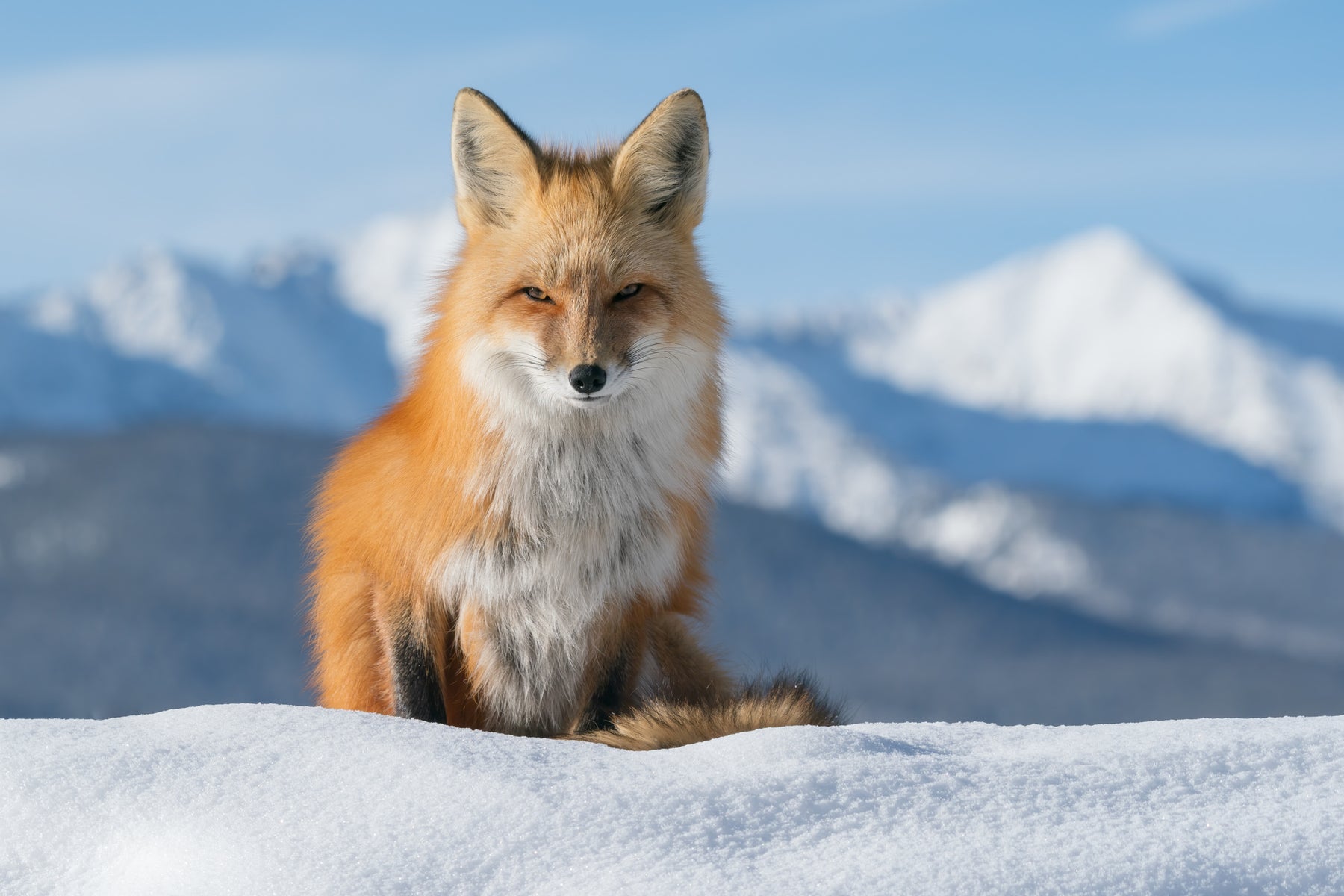 https://alphauniverseglobal.media.zestyio.com/Alpha-Universe-Nathan-Dee-WIMB_MountainFox.jpg?height=1200&fit=bounds