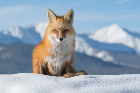 https://alphauniverseglobal.media.zestyio.com/Alpha-Universe-Nathan-Dee-WIMB_MountainFox.jpg?height=300&fit=bounds