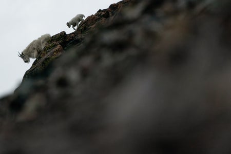 https://alphauniverseglobal.media.zestyio.com/Alpha-Universe-Nathan-Dee-WIMB_MountainGoats.jpg?height=300&fit=bounds