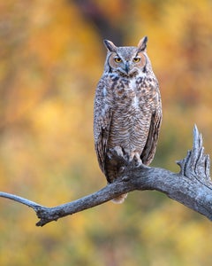 https://alphauniverseglobal.media.zestyio.com/Alpha-Universe-Nathan-Dee-WIMB_OwlResting.jpg?height=300&fit=bounds