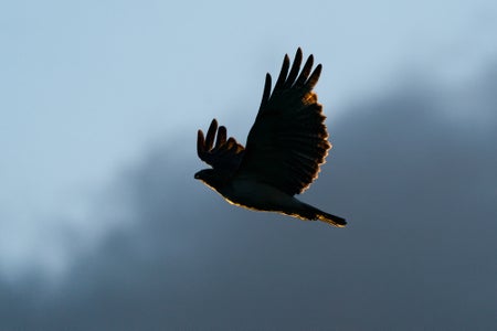 https://alphauniverseglobal.media.zestyio.com/Alpha-Universe-Nathan-Dee-WIMB_PhoenixRising.jpg?height=300&fit=bounds