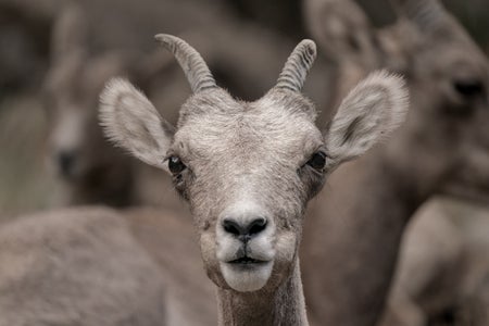 https://alphauniverseglobal.media.zestyio.com/Alpha-Universe-Nathan-Dee-WIMB_Sheep.jpg?height=300&fit=bounds
