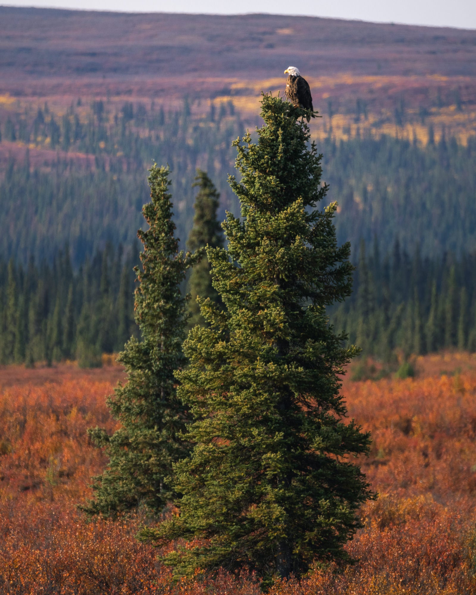 Photo by Scott Kranz. Sony Alpha 1. Sony 100-400mm f/4.5-5.6 G Master. 1/1000-sec., f/5.6, ISO 160