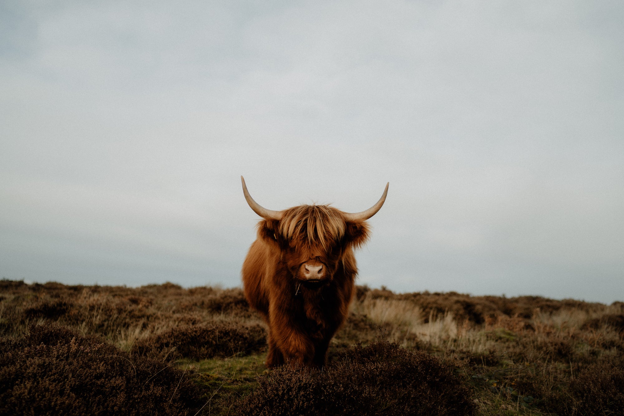 Alpha-Universe-POTD-Joe-Hall-Highland-Cow-1.jpg