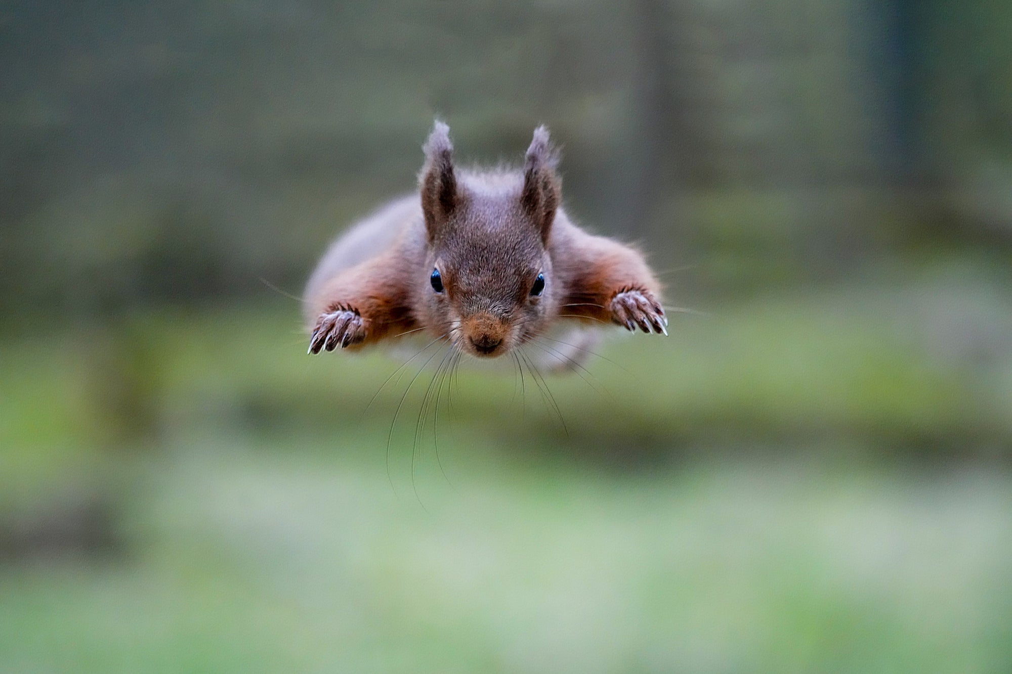 Alpha-Universe-POTD-Red-Squirrel-Bob-Riach-1.jpg