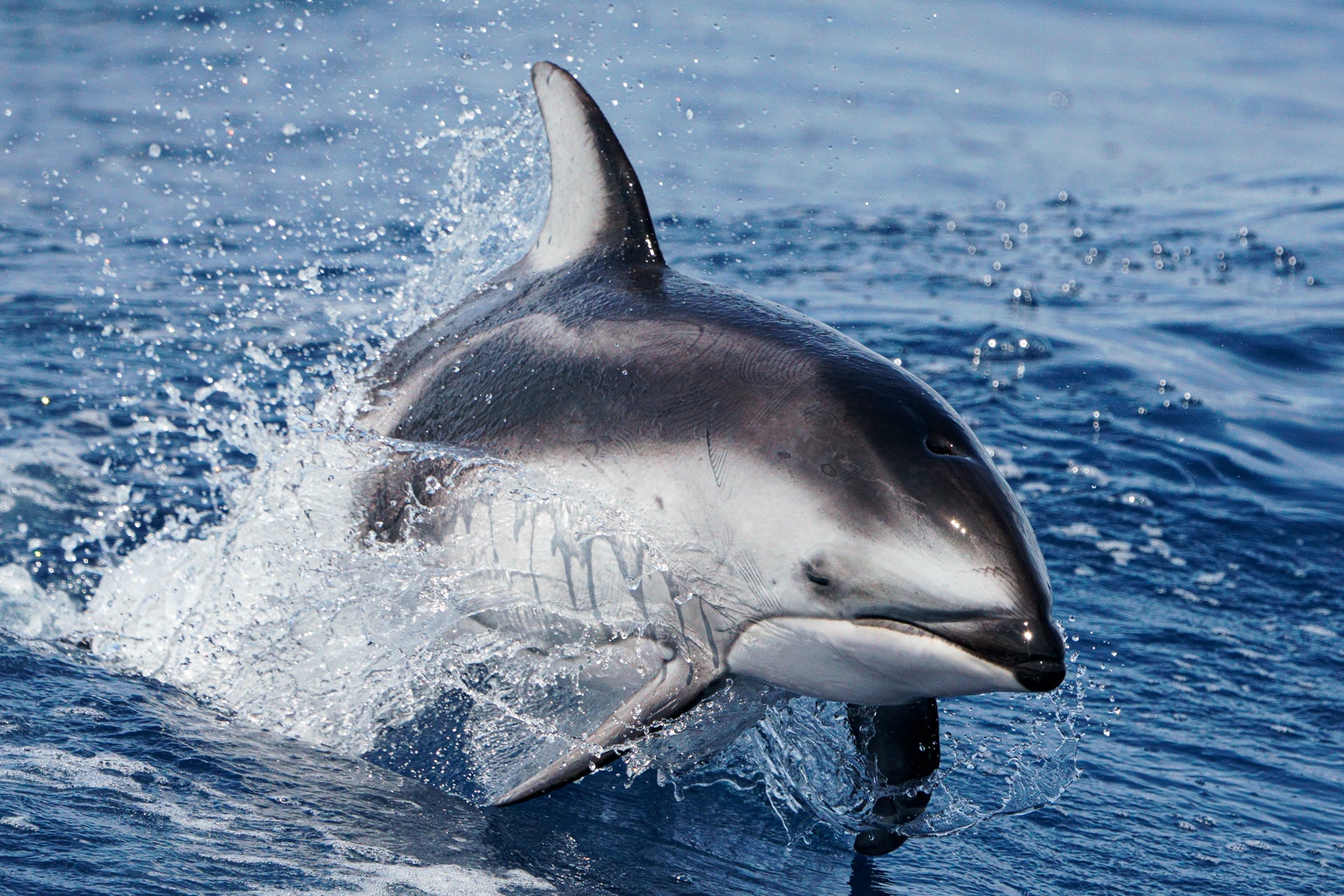 Paul Nicklen On The α7R IV: 