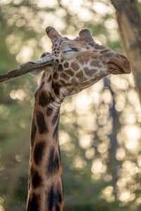 https://alphauniverseglobal.media.zestyio.com/Alpha-Universe-Photo-By-Matt-Stirn-10.jpg?height=300&fit=bounds