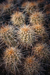 https://alphauniverseglobal.media.zestyio.com/Alpha-Universe-Photo-By-Matthew-ReneeHahnel-2470GM-4.jpg?height=300&fit=bounds