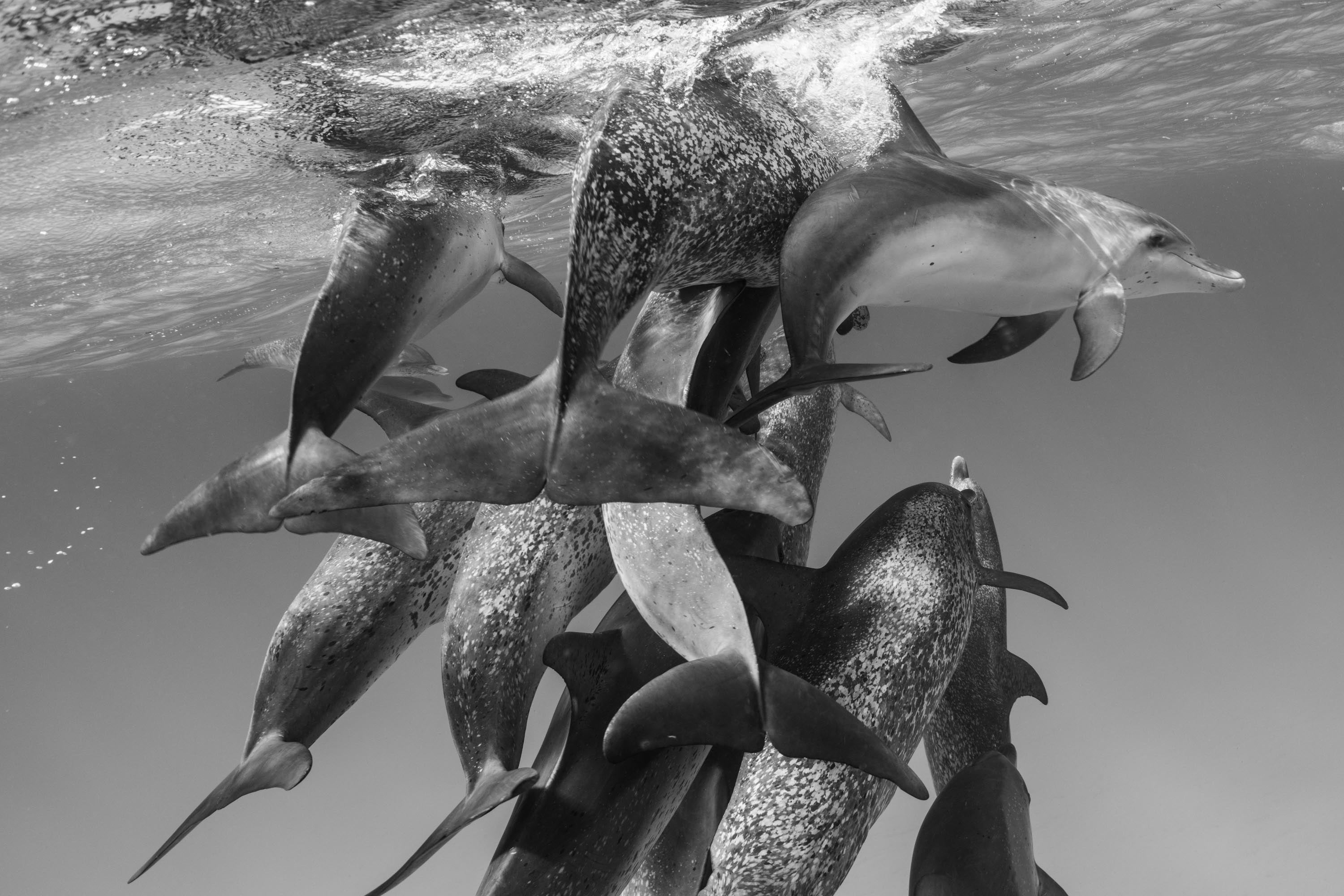 Behind The Shot: Cristina Mittermeier Photographs The Famous Bimini  Dolphins | Sony | Alpha Universe